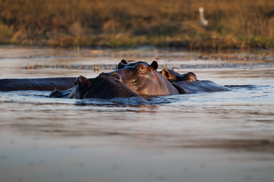 38-20250809 Z8B Botswana 6171.