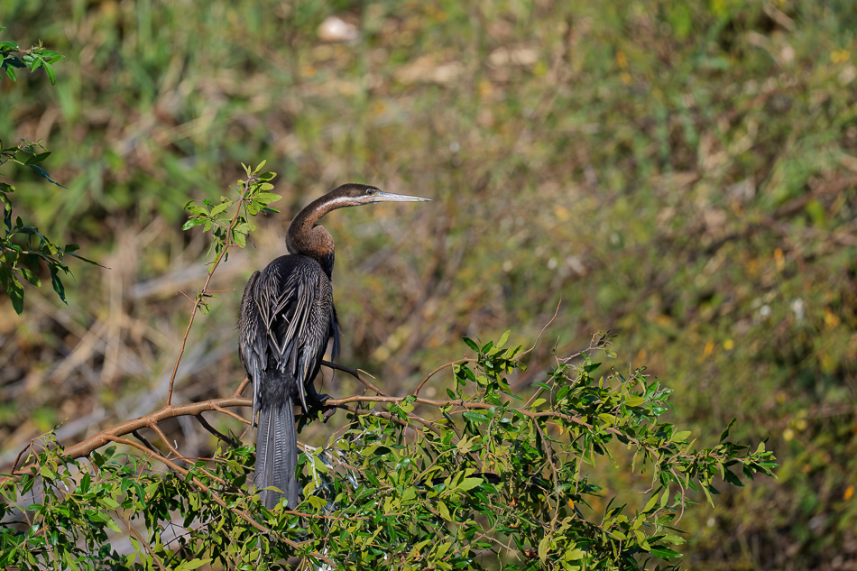 38-20250810 Z8B Botswana 0042.