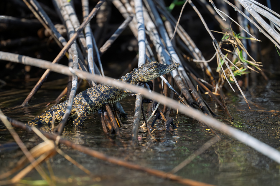 39-20250810 Z8B Botswana 0116.