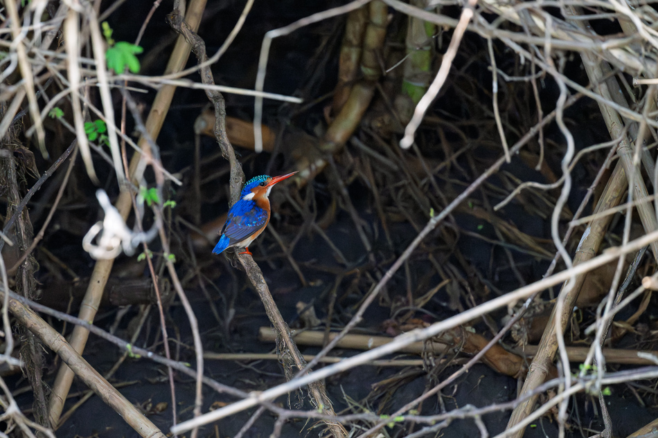 40-20250810 Z8B Botswana 0170.