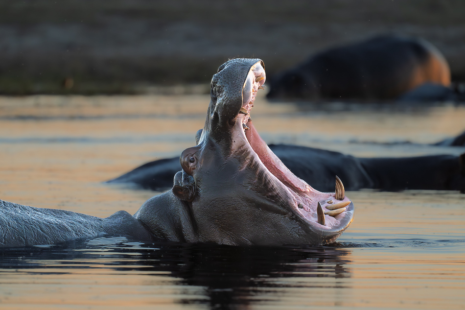 41-20250809 Z8B Botswana 6366.