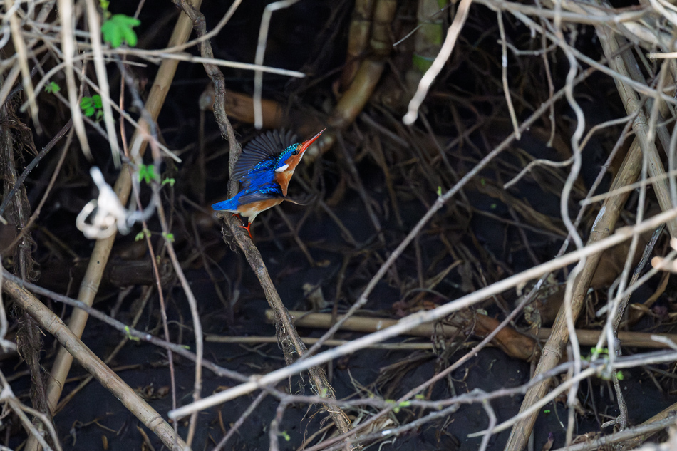 41-20250810 Z8B Botswana 0175.