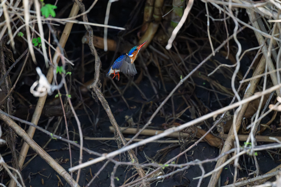 42-20250810 Z8B Botswana 0176.