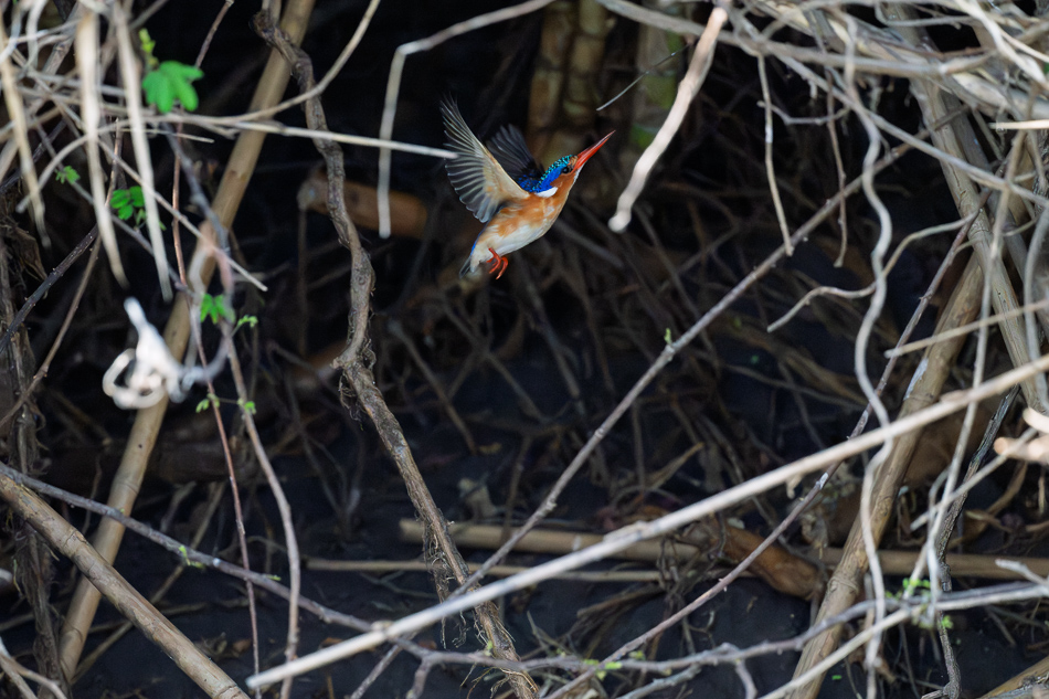 43-20250810 Z8B Botswana 0177.