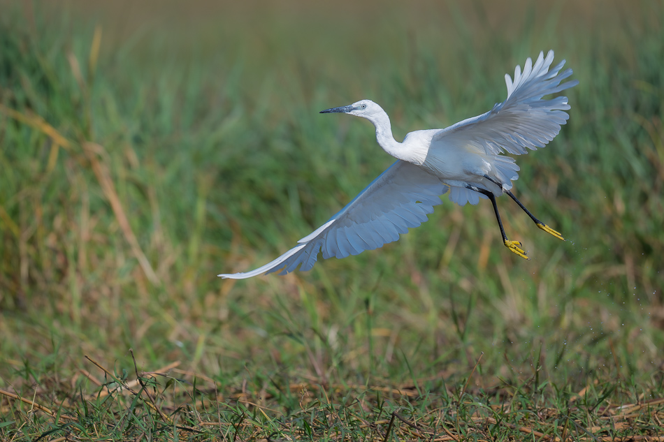 44-20250810 Z8B Botswana 0201.