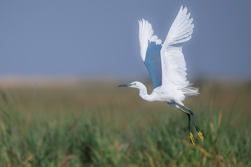 45-20250810 Z8B Botswana 0207.