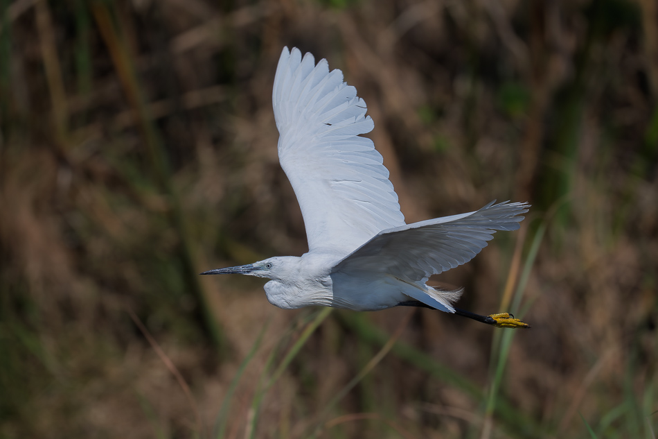 46-20250810 Z8B Botswana 0242.