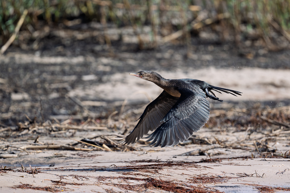 47-20250810 Z8B Botswana 0276.