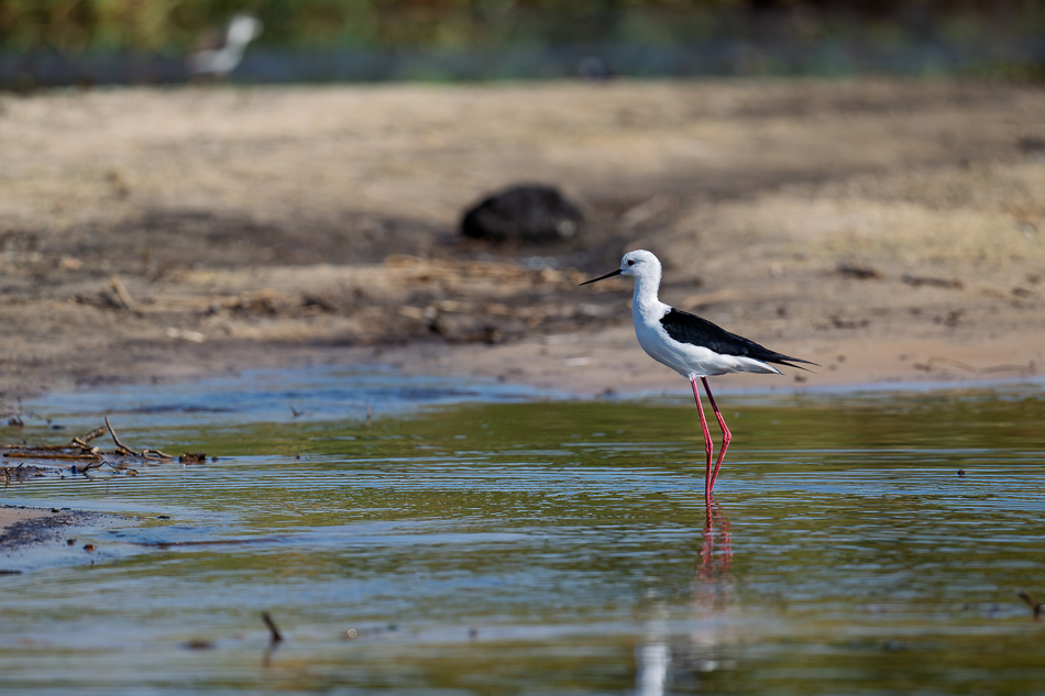 48-20250810 Z8B Botswana 0314.