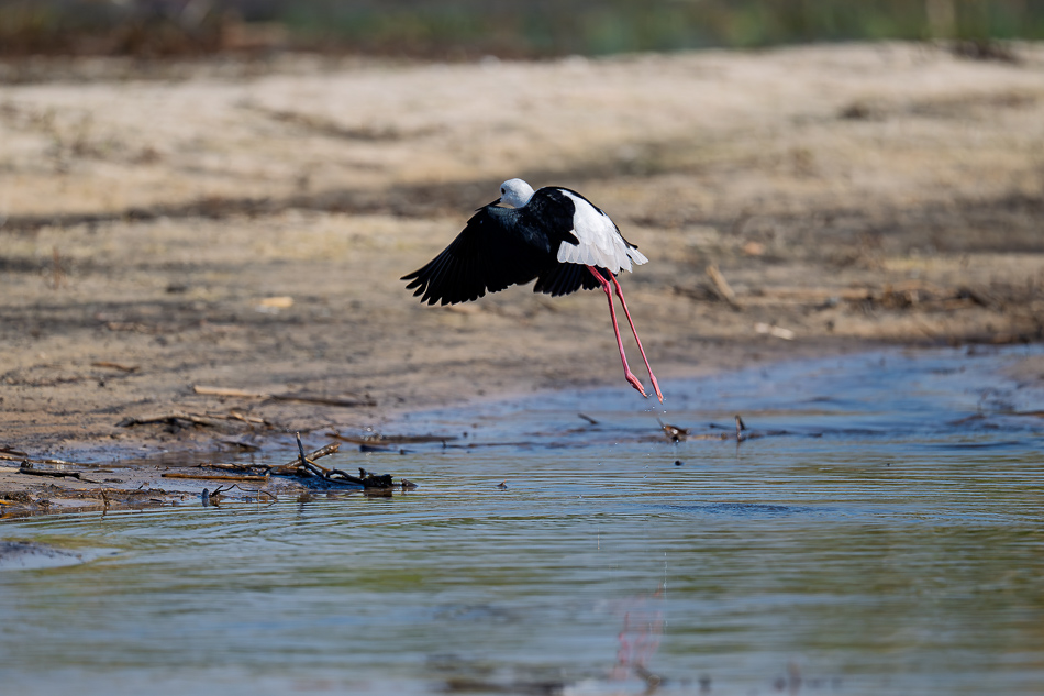 49-20250810 Z8B Botswana 0326.