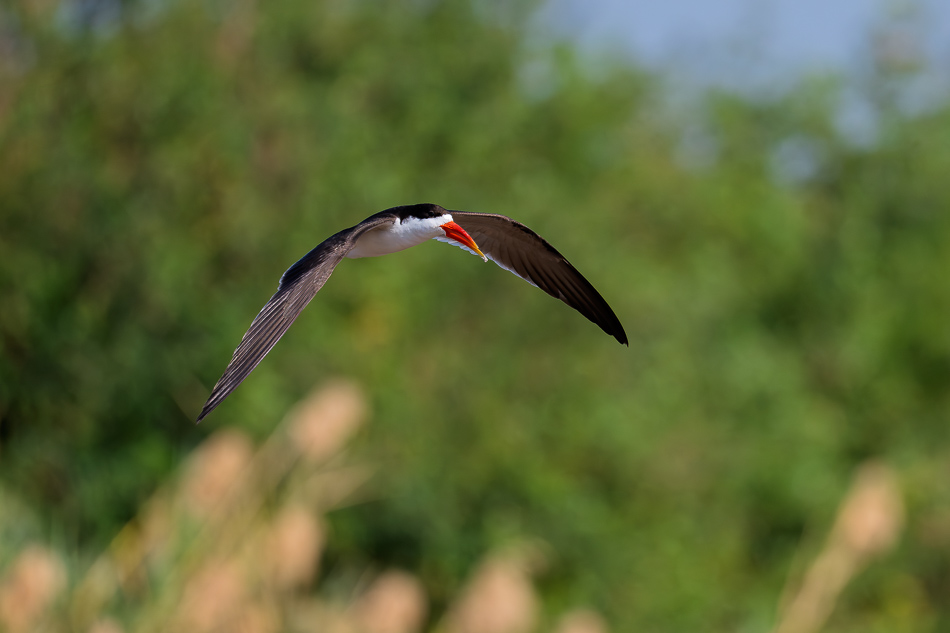 50-20250810 Z8B Botswana 0362.