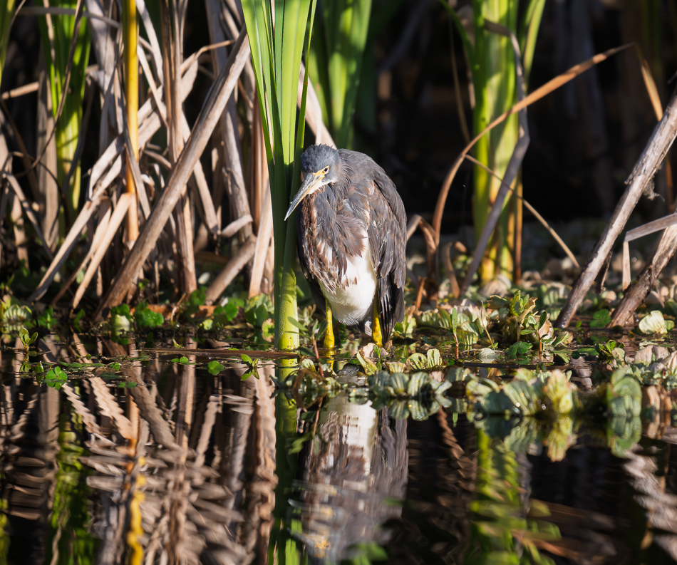 01-20260206_Lake Apopka_0610.