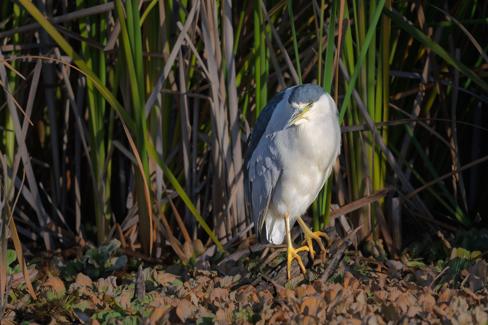02-20260206_Lake Apopka_0617.