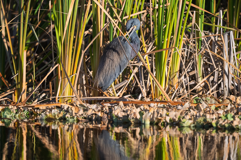 03-20260206_Lake Apopka_0678.
