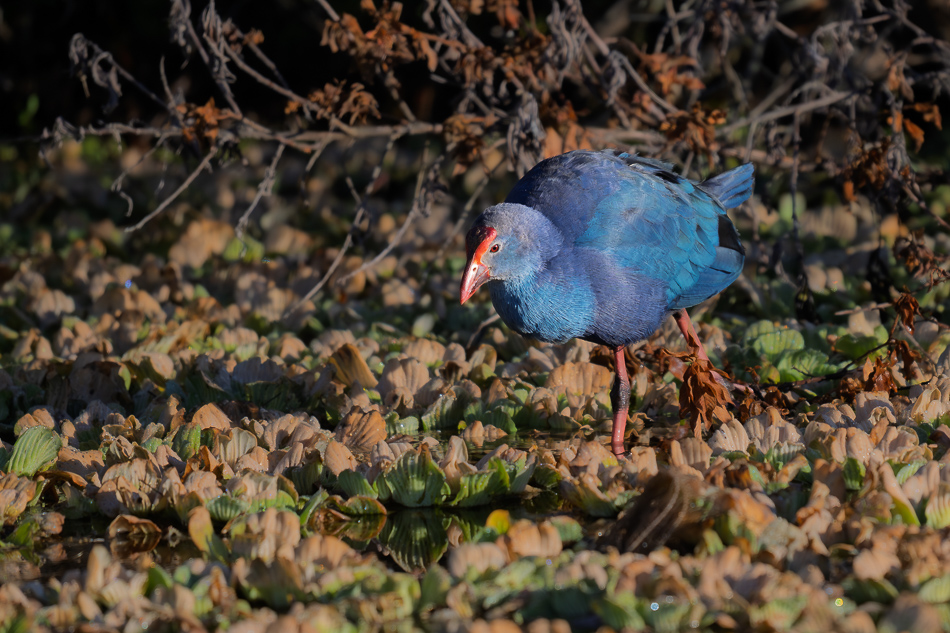 04-20260206_Lake Apopka_0682.