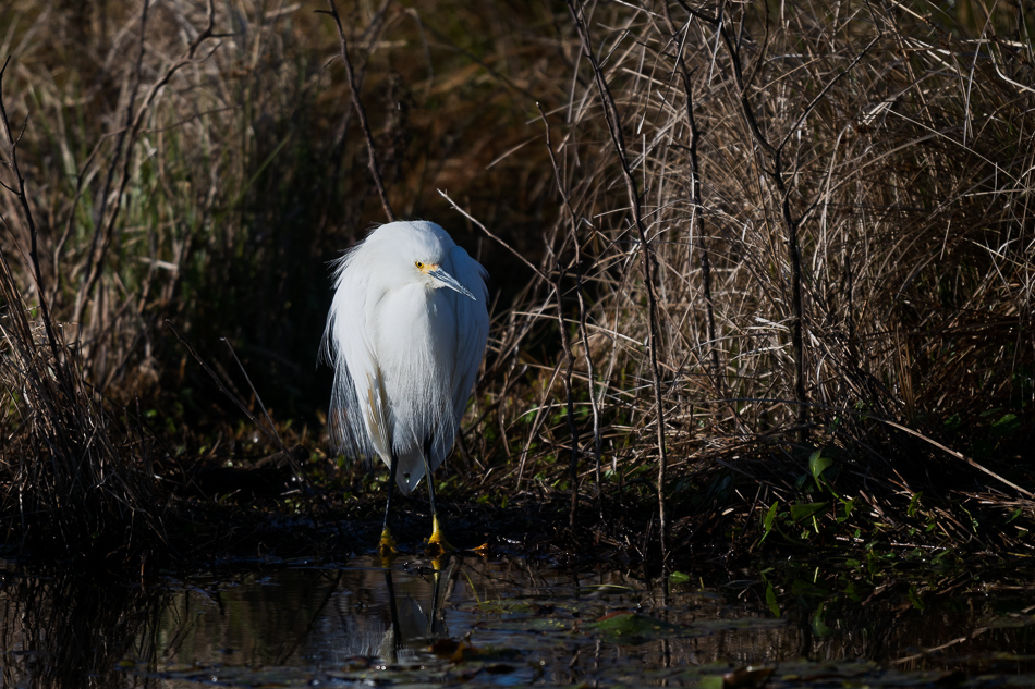 05-20260206_Lake Apopka_0744.