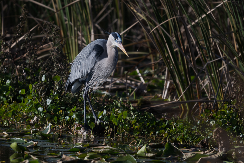 06-20260206_Lake Apopka_0815.