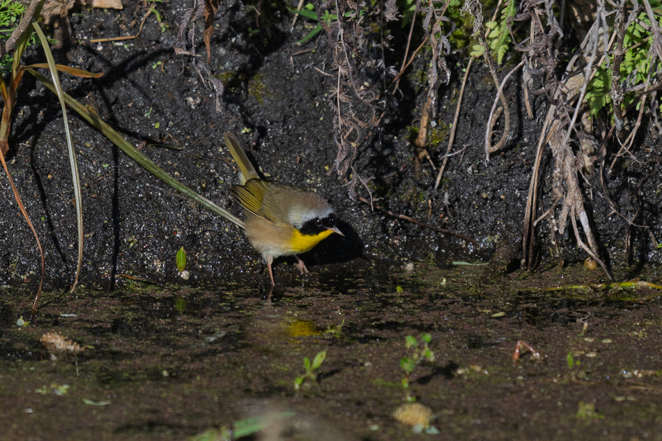 07-20260206_Lake Apopka_0849.