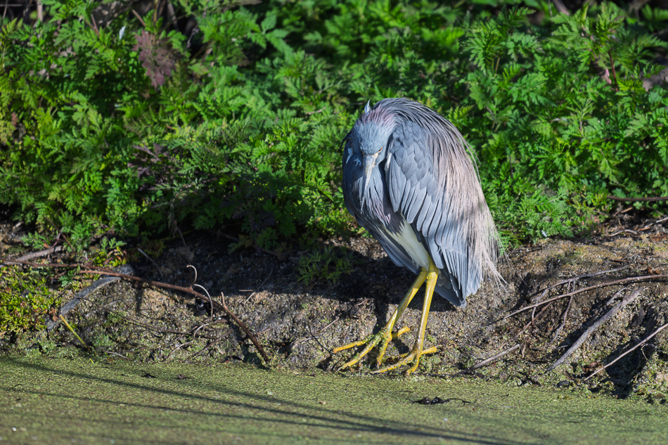 09-20260206_Lake Apopka_0956.