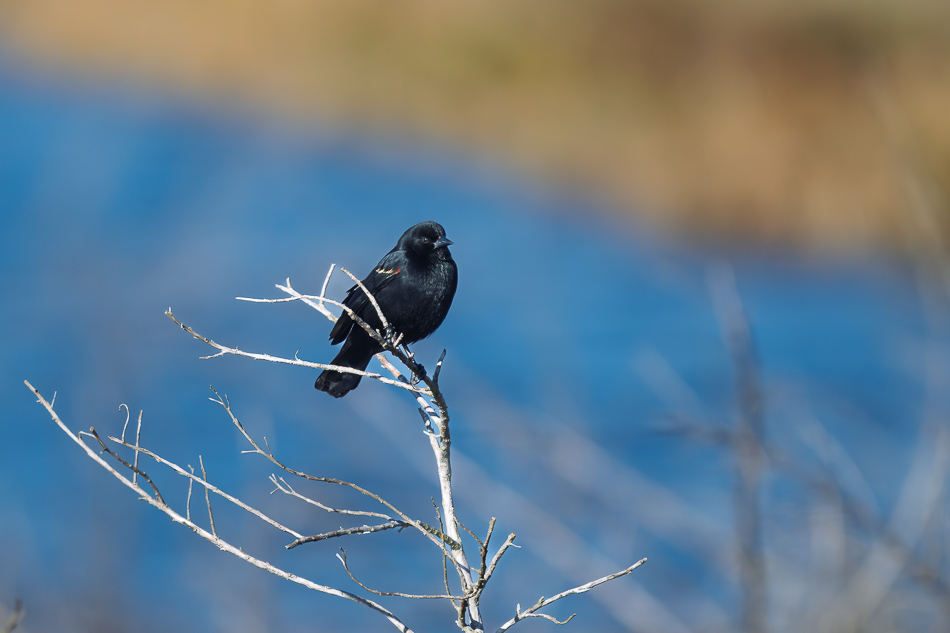 10-20260206_Lake Apopka_1003.