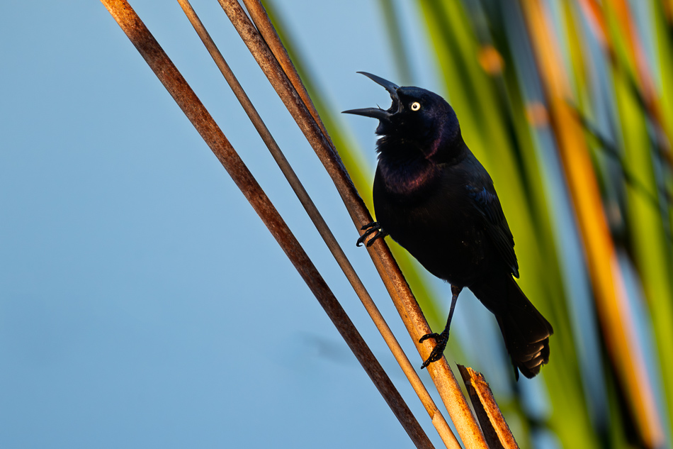 20260324_Venice Rookery_1040.