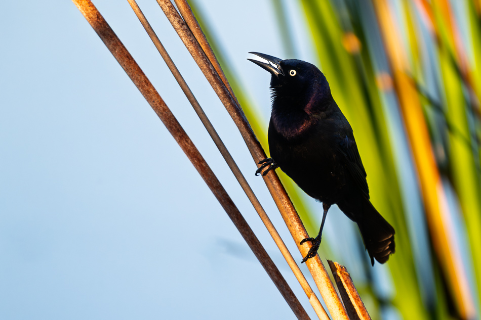 20260324_Venice Rookery_1041.