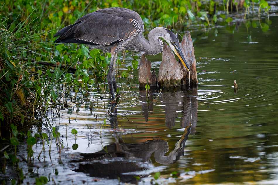 20260324_Venice Rookery_1074.