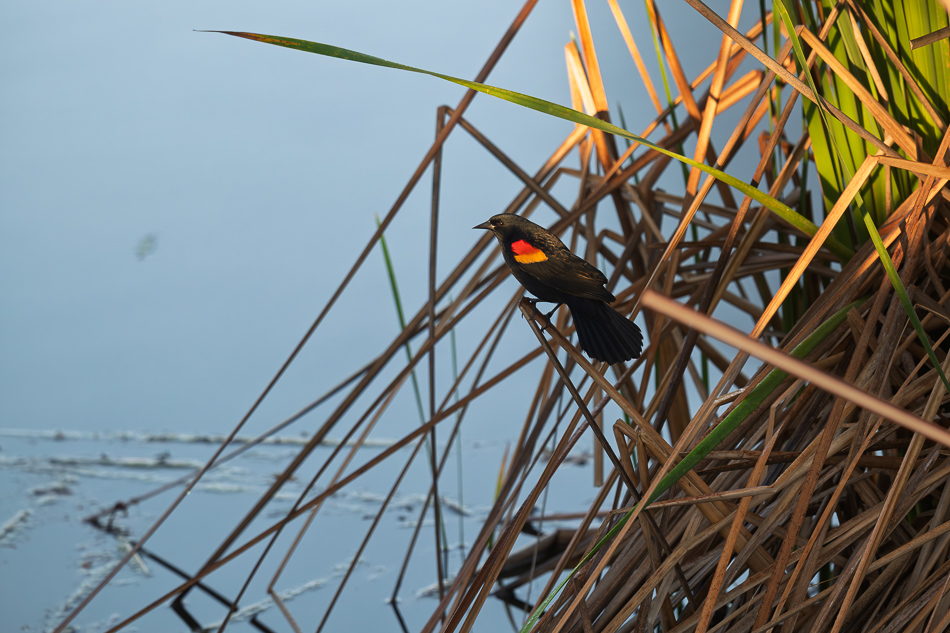 20260324_Venice Rookery_1151.