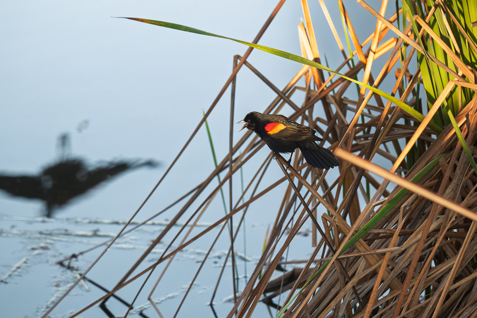20260324_Venice Rookery_1162.