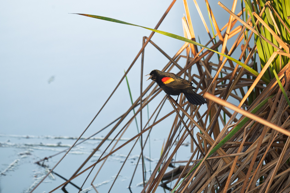 20260324_Venice Rookery_1165.