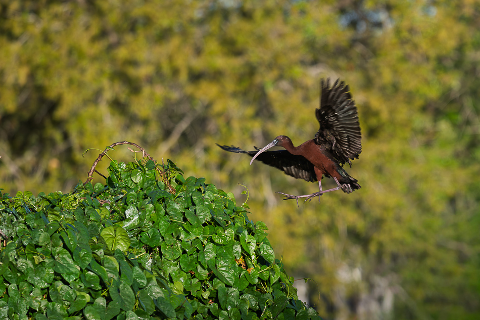 20260324_Venice Rookery_1300.