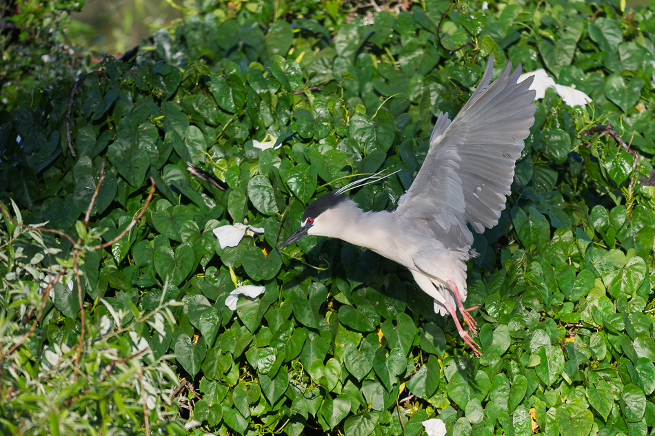 20260324_Venice Rookery_1418.