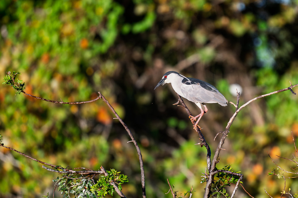 20260324_Venice Rookery_1445.