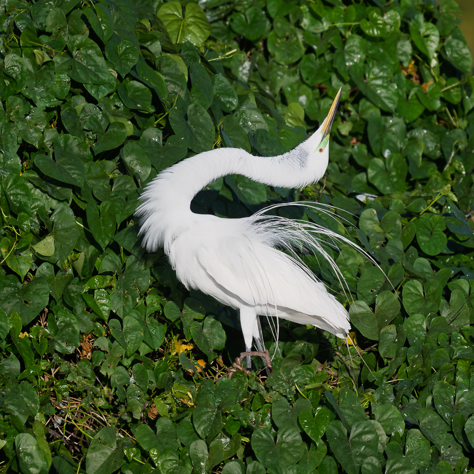 20260324_Venice Rookery_1517.