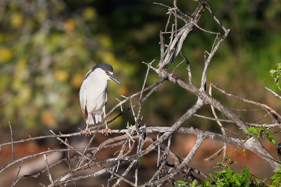 20260324_Venice Rookery_1530.