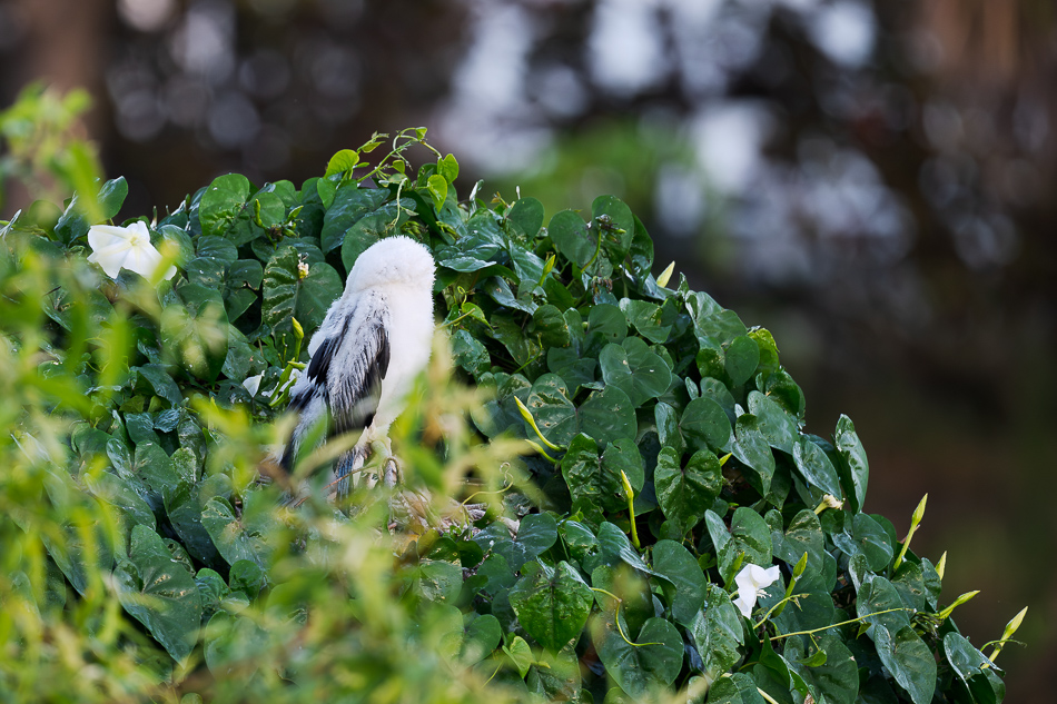 20260324_Venice Rookery_5354.
