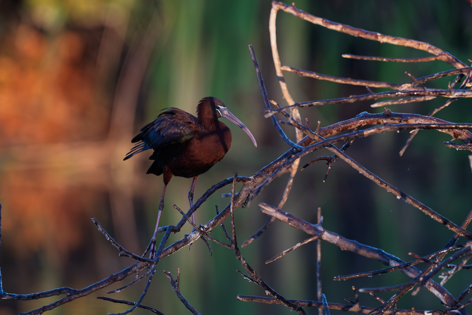 20260324_Venice Rookery_5356.