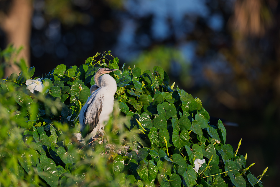 20260324_Venice Rookery_5367.