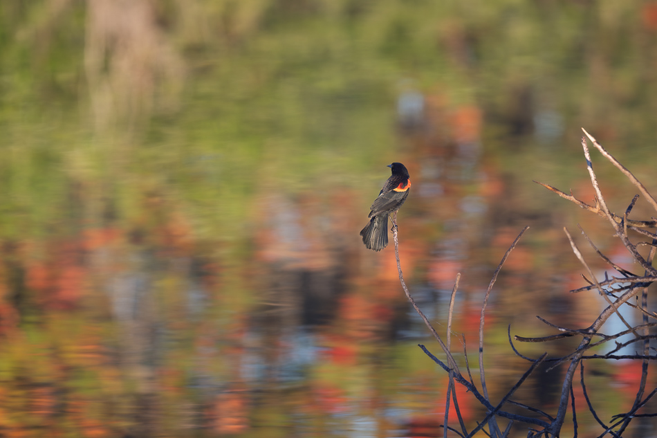 20260324_Venice Rookery_5369.