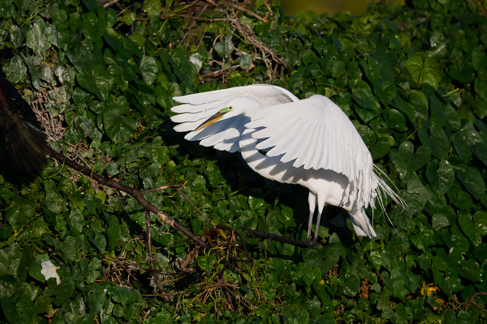 20260324_Venice Rookery_5393.