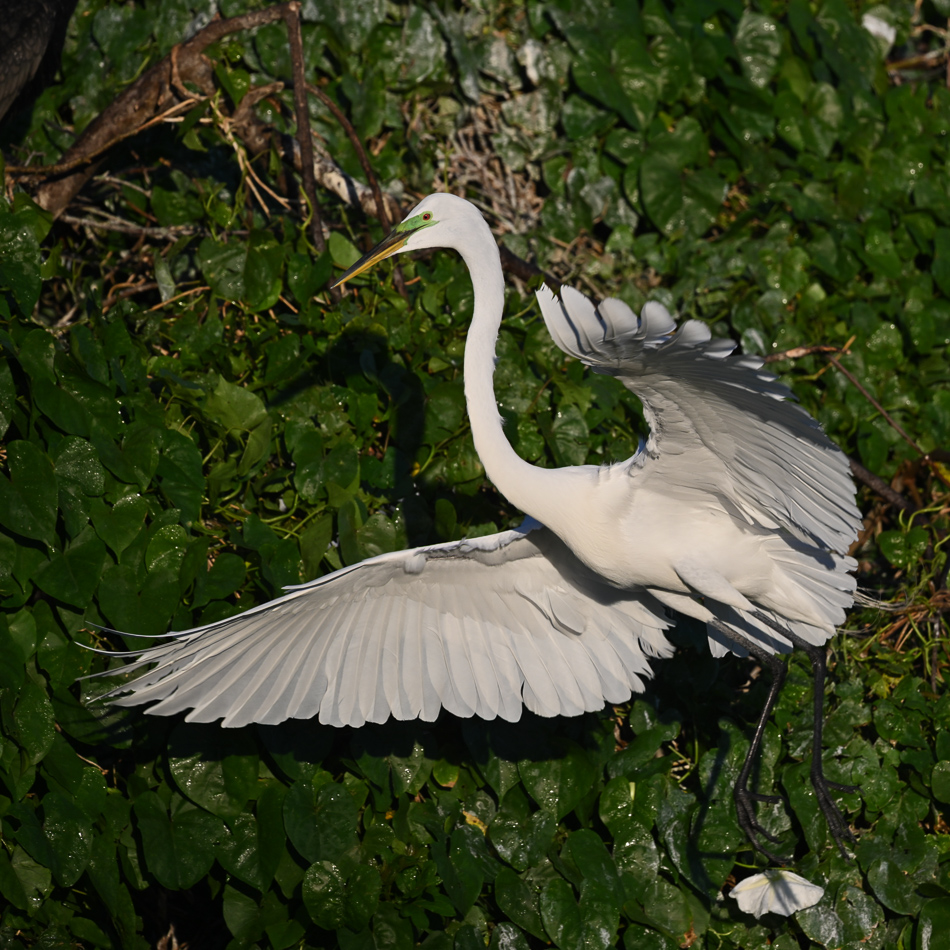 20260324_Venice Rookery_5424.