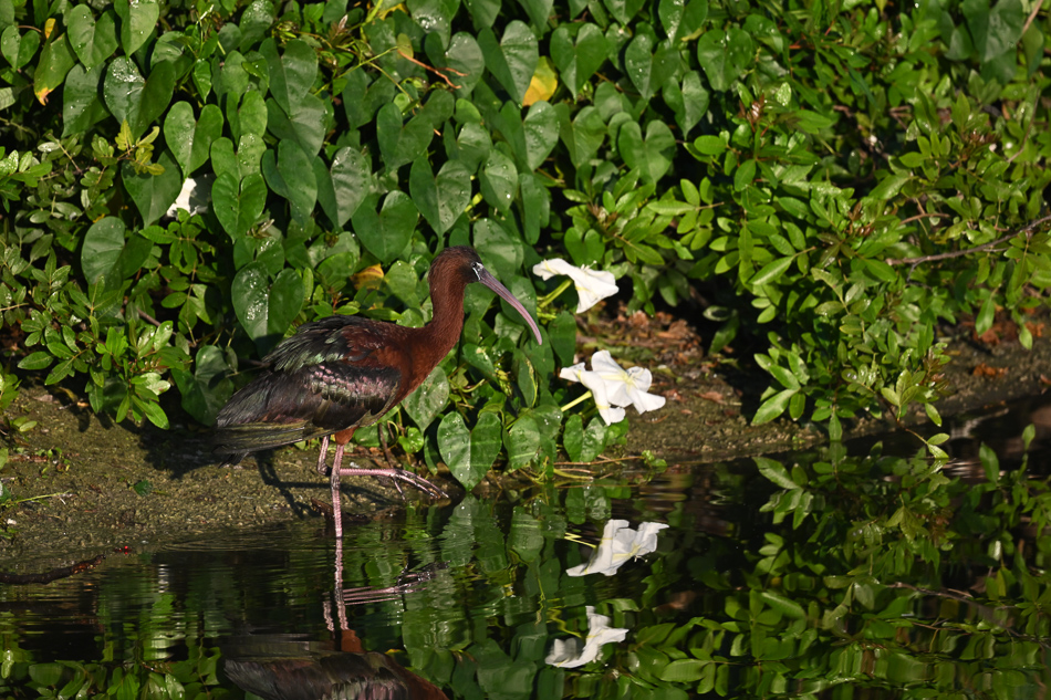 20260324_Venice Rookery_5436.