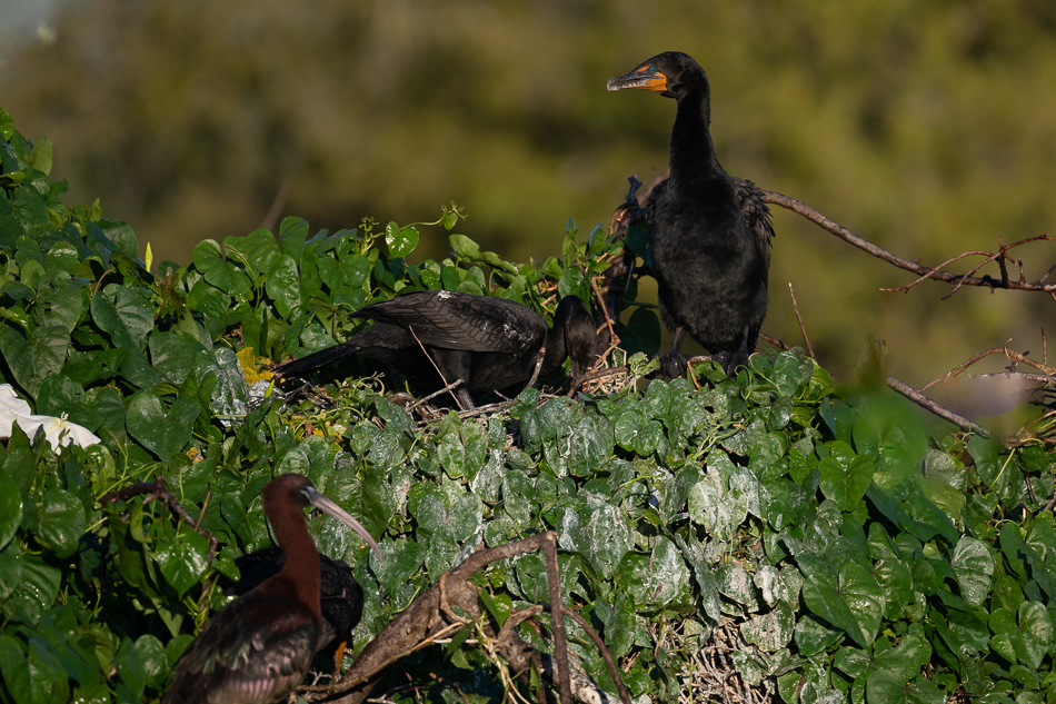 20260324_Venice Rookery_5488.