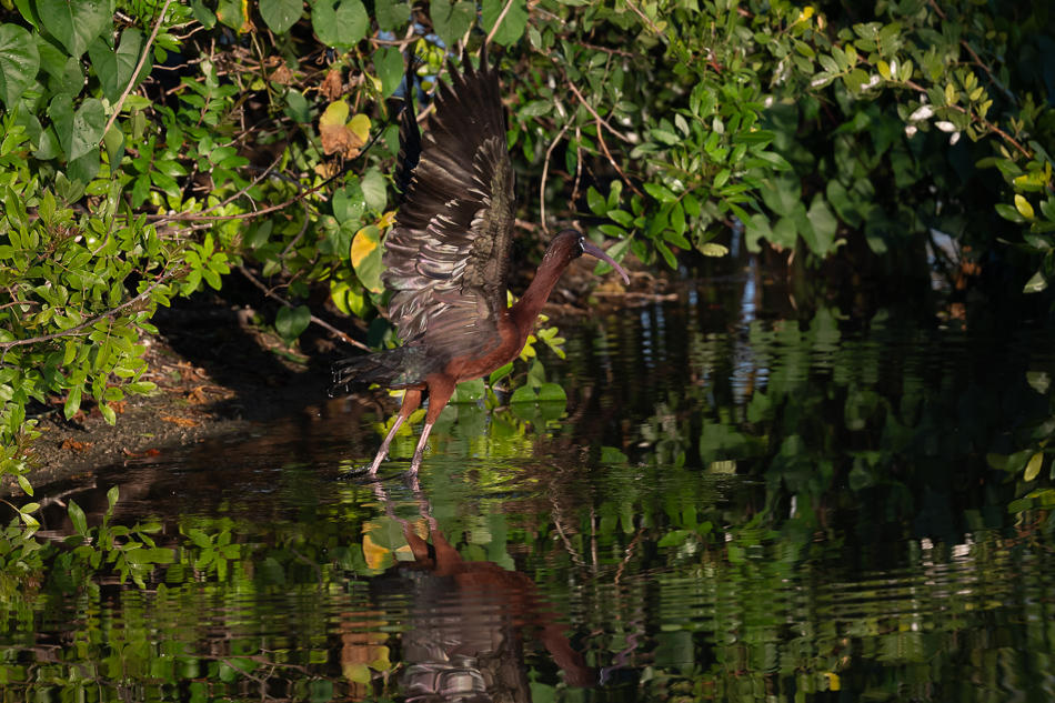 20260324_Venice Rookery_5543.