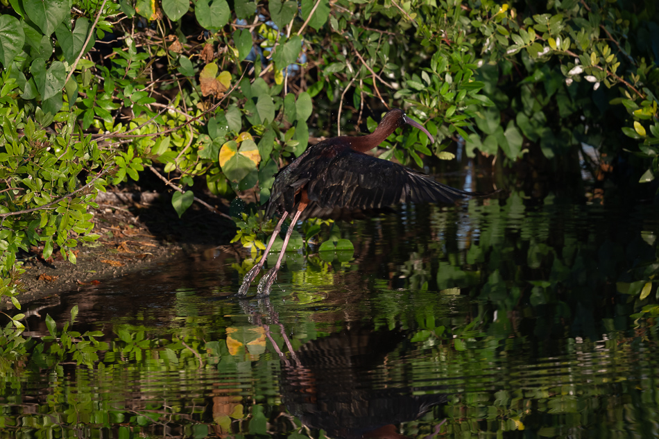 20260324_Venice Rookery_5544.