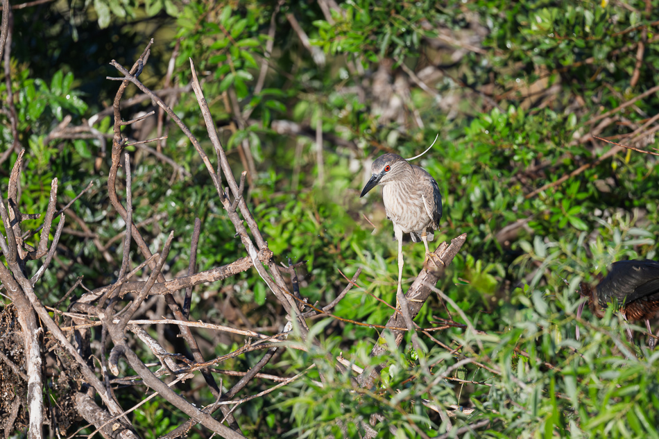 20260324_Venice Rookery_5618.