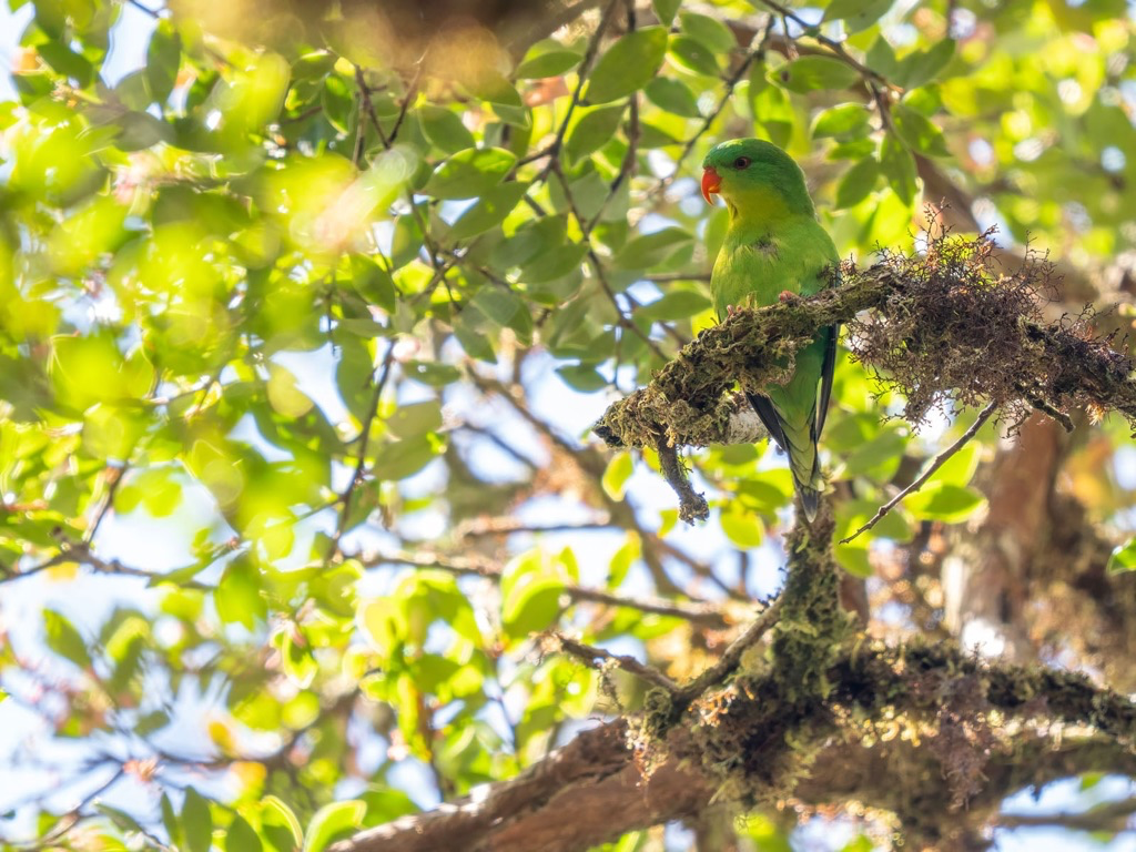 Blue Fronted Lorikeet.png Blue Fronted Lorikeet.